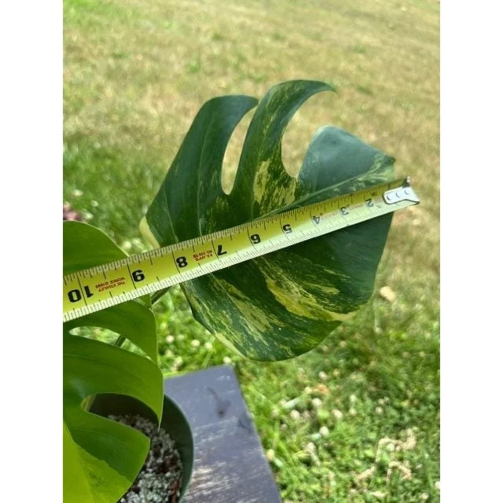 Monstera Aurea Variegated – Exact Live Rooted Plant - US Seller - A2